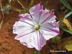 Convolvulus oleifolius