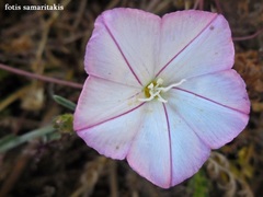 Convolvulus oleifolius