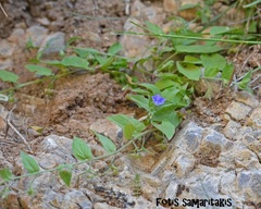 Convolvulus siculus siculus