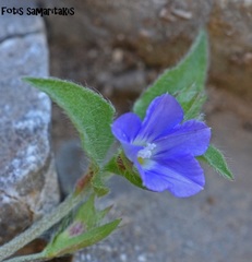 Convolvulus siculus siculus