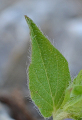 Convolvulus siculus siculus