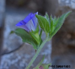 Convolvulus siculus siculus