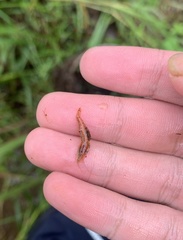 Caridina malayensis