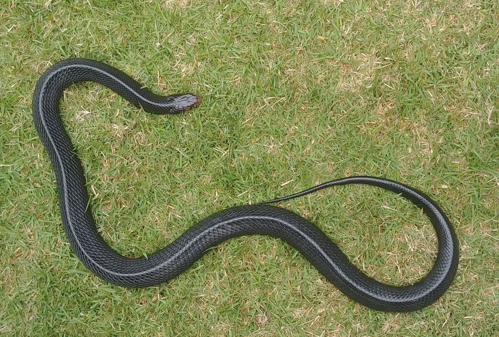 Eastern Indigo Snake