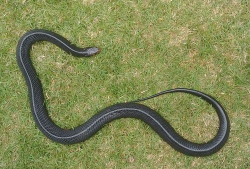 Blue Bull Snake, Drymarchon couperi