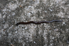 Bipalium fuscolineatum