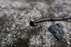 Bipalium fuscolineatum
