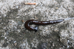 Bipalium fuscolineatum