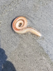 Phyllodocida
