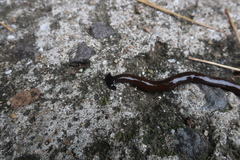 Bipalium fuscolineatum