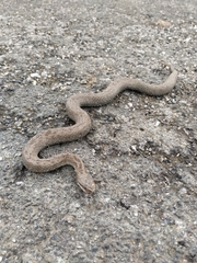 Vipera seoanei