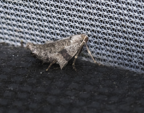 Early Moth