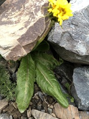 Taraxacum mongolicum