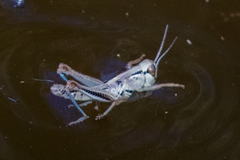 Phoetaliotes nebrascensis