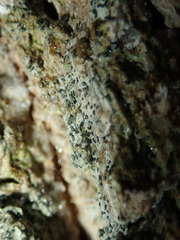 Alyxoria varia