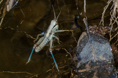 Phoetaliotes nebrascensis