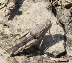 Pycnodictya galinieri