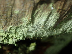 Chaenotheca stemonea