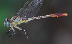 Arigomphus lentulus