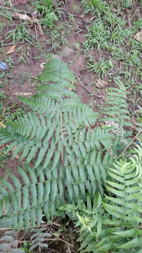 Diplazium esculentum