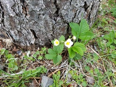 Fragaria vesca bracteata