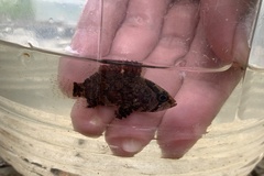 Nandus nebulosus