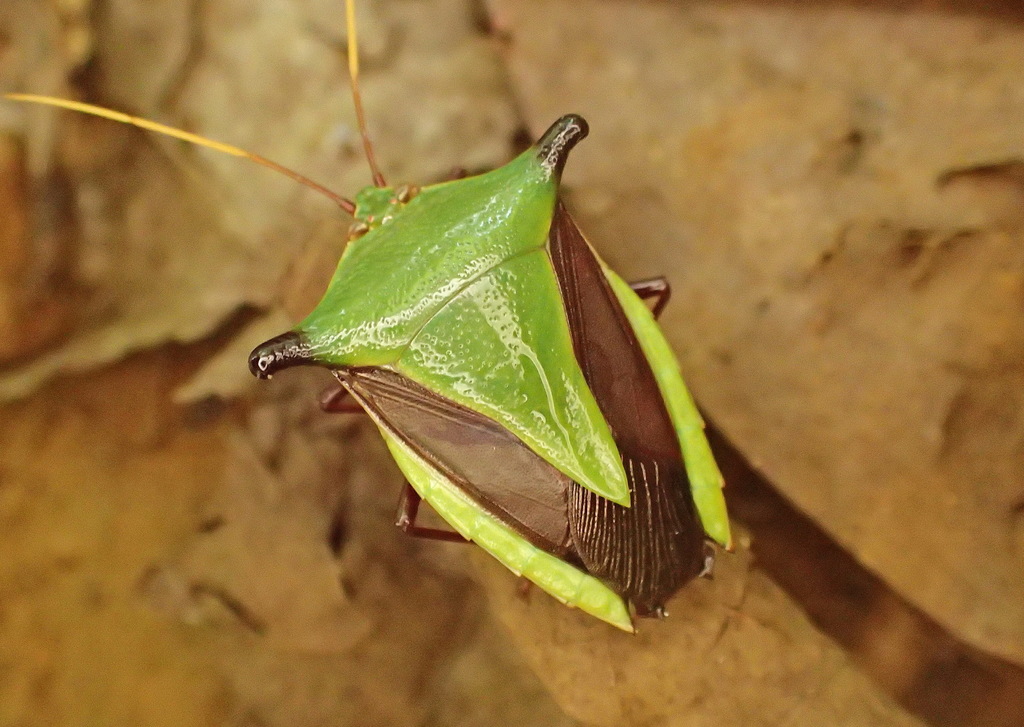 Edessa submarginata