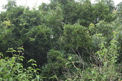 Pavetta gardeniifolia