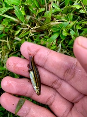 Rasbora borapetensis