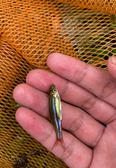 Rasbora borapetensis