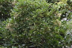 Pavetta gardeniifolia