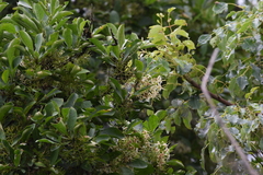 Pavetta gardeniifolia