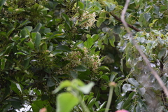 Pavetta gardeniifolia