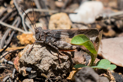 Trimerotropis modesta