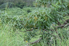 Searsia chirindensis