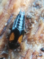 Tachinus subterraneus