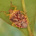 Tyrannocoris rex - Photo (c) Alexandre_Laporte, algunos derechos reservados (CC BY-NC), subido por Alexandre_Laporte