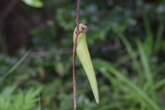Ischnolepis natalensis