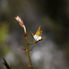 Eulophia tristis