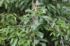 Ischnolepis natalensis