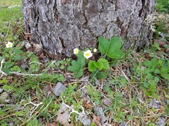 Fragaria vesca bracteata