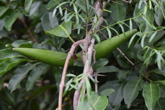 Ischnolepis natalensis