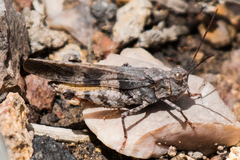 Trimerotropis modesta