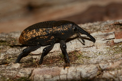 Homalinotus deplanatus