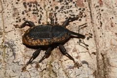 Homalinotus deplanatus