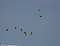 Poicephalus gulielmi