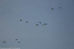 Poicephalus gulielmi