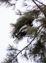 Dendrocopos major