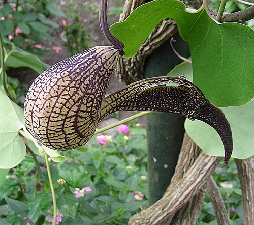 Aristolochia ringens