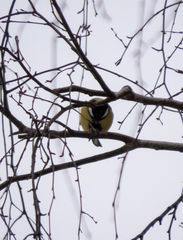 Parus major